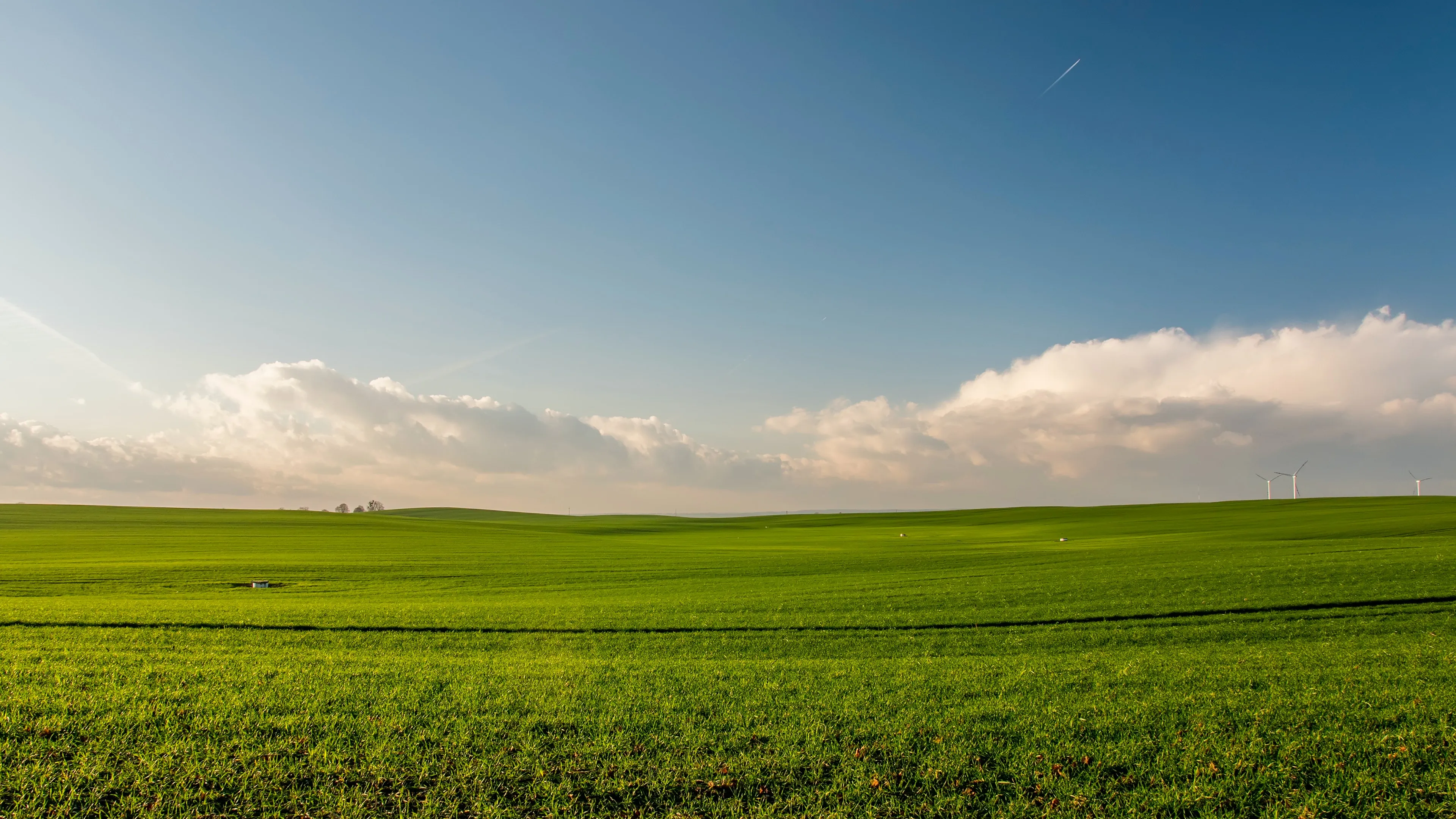 open field grass